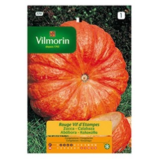 Semilla Calabaza Rojo Vivo de Etampes
