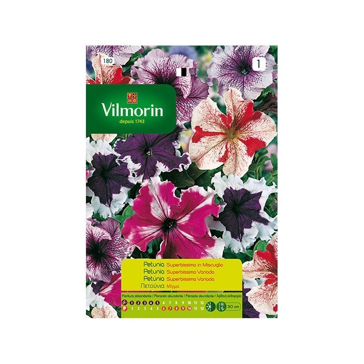 Petunia Superbissima  Variada