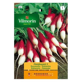 Rabanito Flamboyant  5