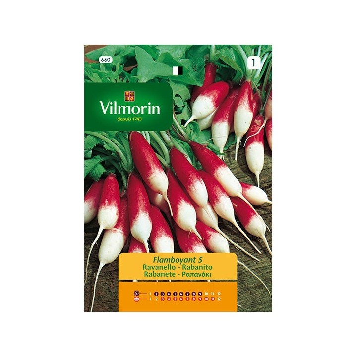 Rabanito Flamboyant  5