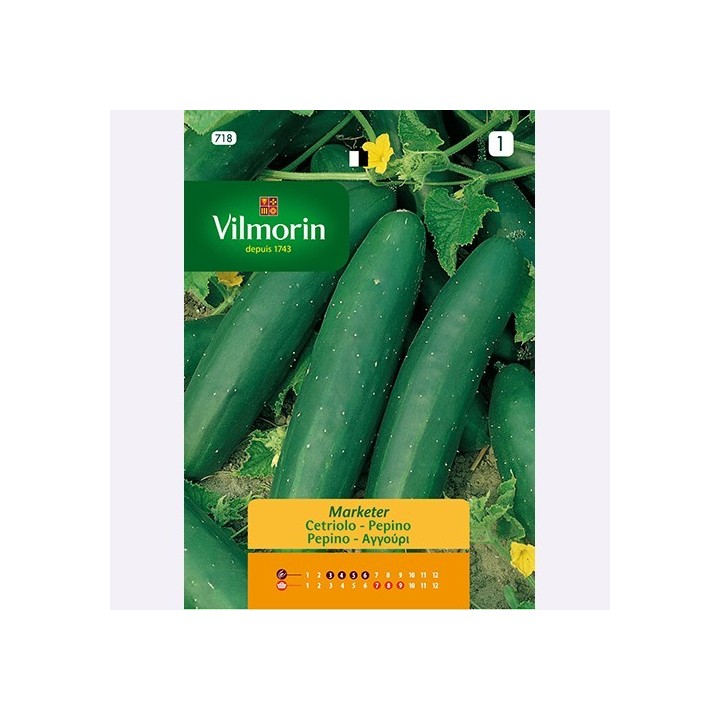 Semilla Pepino Marketer