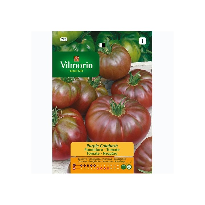 Semilla Tomate Purple Calabash
