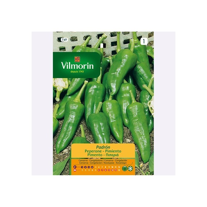 Semilla Pimiento Padron
