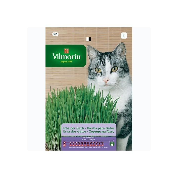 Semilla Hierba para Gatos 20g