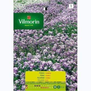 Semilla Aliso Violeta