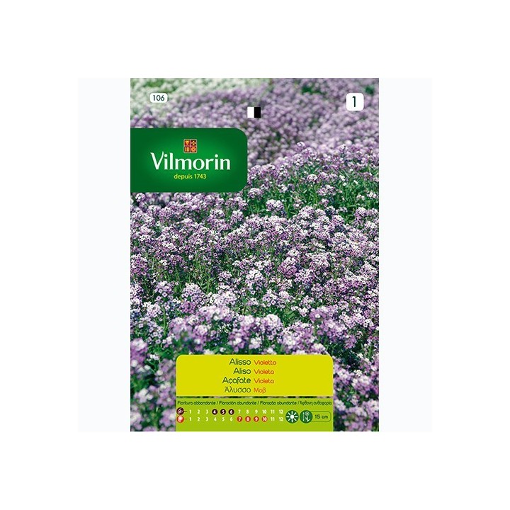 Semilla Aliso Violeta