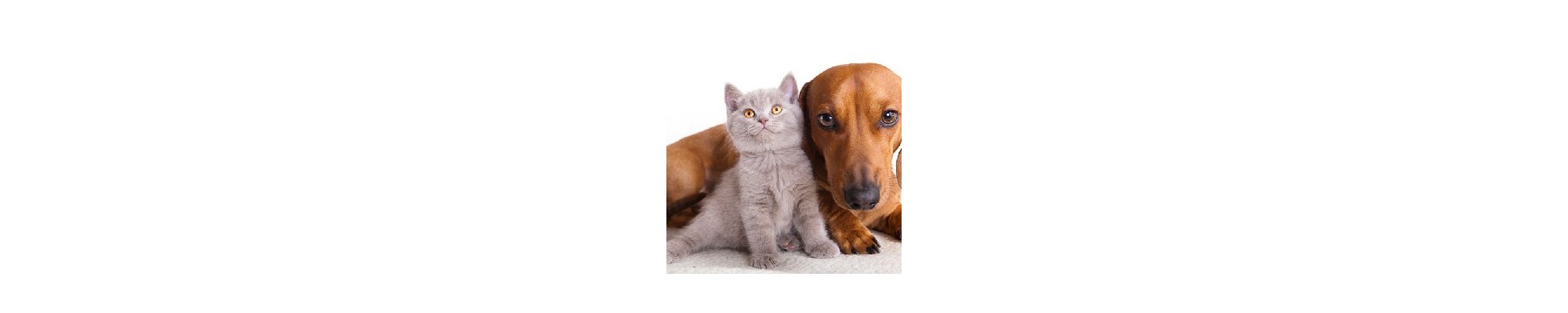 Accesorios para Mascotas: Higiene y Paseos | Compra Online