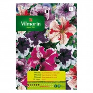 Petunia Superbissima  Variada