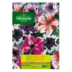 Petunia Superbissima  Variada Petunia Superbissima  Variada