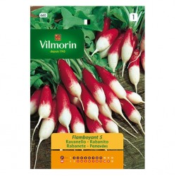 Rabanito Flamboyant  5 Rabanito Flamboyant  5