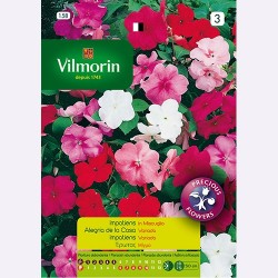 Semilla Alegria de la Casa Variada Semilla Alegria de la Casa Variada