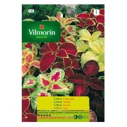 Coleos Variados Coleos Variados