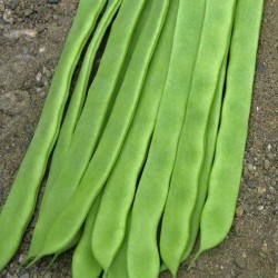 Semillas Caja Judias Mistica 80 grs Semillas Caja Judias Mistica 80 grs