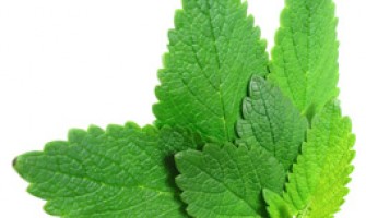 El cultivo de las plantas aromáticas.