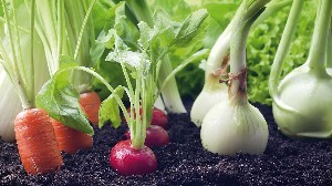 Huerta y Jardin