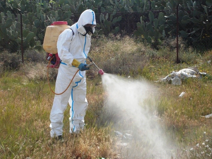 Cómo combatir las plagas del huerto de forma ecológica y segura